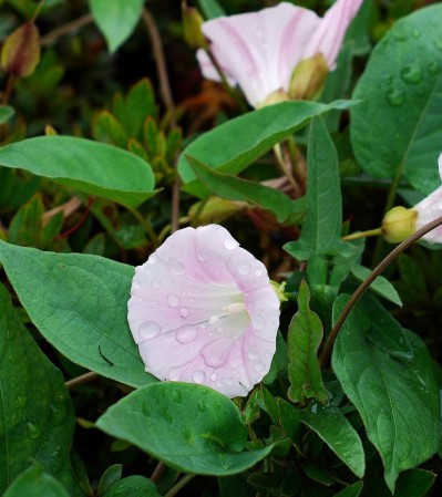 Шпалера "Лесенка"