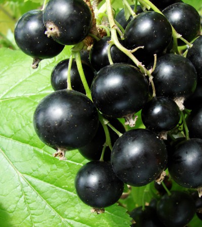 Заборчик "Радуга"