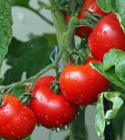 Кілочки для огороду