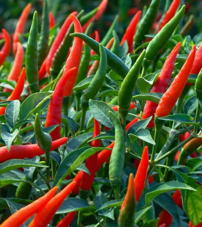 Наконечник для парникових дуг і садових опор