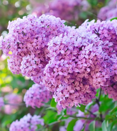 Заборчик "Изящный"