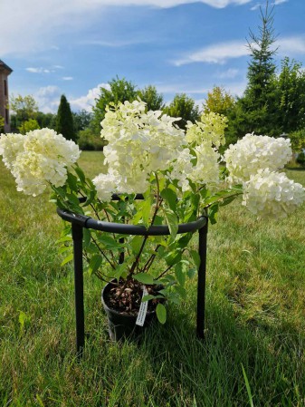 Пластиковый держатель для кустов