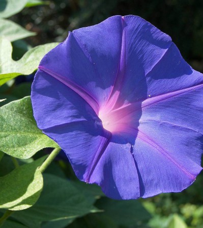 Стрічка садова