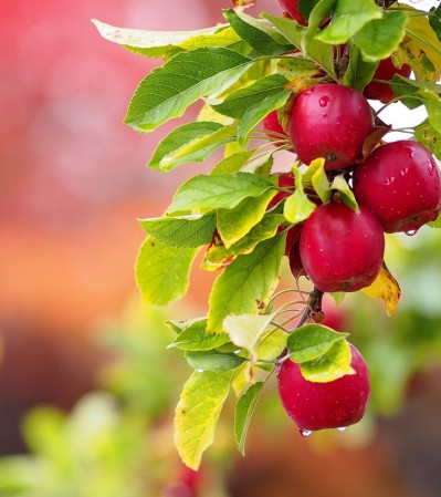 Опора садовая для дерева