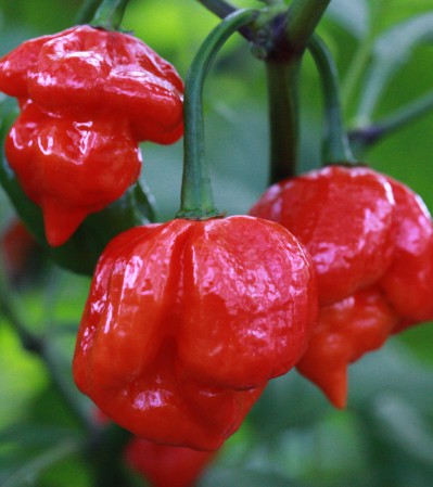 Дуги для парника металеві