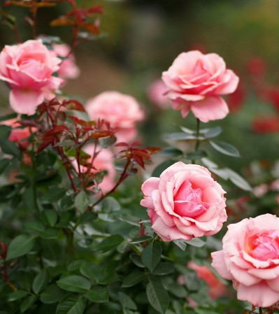 Шпалера "Парус"