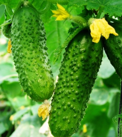 Кліпса для пiдв'язки рослин